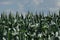 Field corn. Leaves of corn on a background of the sky. The growth of the crop. The maturation