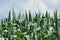 Field corn. Leaves of corn on a background of the sky. The growth of the crop. The maturation of the crop