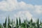 Field corn. Leaves of corn on a background of the sky. The growth of the crop. The maturation of the crop.