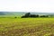 Field of corn maize in spring along trees and hills in horizon, sky and clouds