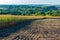 Field with corn. Part of a field with harvested corn