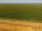 Field of corn and part of the field of sloping wheat. Green corn blooms on the field. Period of growth and ripening of corn cobs.