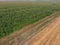 Field of corn and part of the field of sloping wheat. Green corn blooms on the field. Period of growth and ripening of corn cobs.