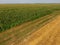 Field of corn and part of the field of sloping wheat. Green corn blooms on the field. Period of growth and ripening of corn cobs.