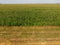 Field of corn and part of the field of sloping wheat. Green corn blooms on the field. Period of growth and ripening of corn cobs.