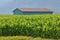 Field Corn and Simple Farm Building