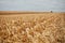 Field of corn stubble after the autumn harvest