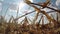 Field of Corn Stubble After Harvest View From Below