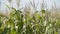 Field of a corn at sunny day. Corn Growing. Ecological Farmer, Organic Horticulture, Producing Food And Crops