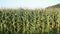 Field of corn at sunset. Organic Maize field at sunny summer day. Sunny green field of corn. Agriculture. Corn plants in a rows on