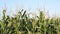 Field of corn at sunset. Organic Maize field at sunny summer day. Sunny green field of corn. Agriculture. Corn plants in a rows on