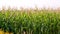 Field of corn at sunset. Slowly panning.