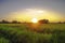 Field with cornfield against the sunset sky