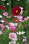 Field of cosmos blooms in late summer