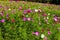 Field cosmos flower idyllic with green