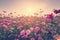 Field cosmos flower and sky sunlight with Vintage filter