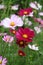 Field of cosmos in full bloom