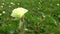 A field of cotton plants with unripe bolls and flower with leaf (4K)