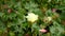 A field of cotton plants with unripe bolls and flower with leaf (4K)