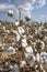 Field of Cotton Ready for Harvesting, Turkey / Izmir / Foca