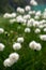 Field of cottongrass in the mountains