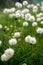 Field of cottongrass in the mountains