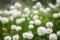 Field of cottongrass in the mountains