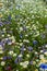 Field of countryside wild flowers