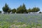 Field covered in a blanket of Bluebonnet flowers blooming on a sunny, spring morning with a grove of Cedar trees on the horizon in