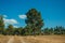 Field covered by dry straw and old farmhouse