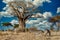 Field covered in greenery surrounded by zebras under the sunlight and a blue sky