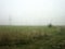 The field is covered with white dense fog in the early morning. You can barely see the poles and wires of the power line
