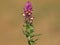 Field cow-wheat wild flower, Melampyrum arvense