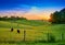 Field of Cows Grazing at Sunset