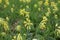 Field of cowslips