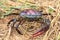 Field crab