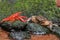 A field crab Parathelphusa convexa is ready to attack a crayfish Cherax quadricarinatus when they meet on a moss-covered rock