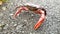 Field crab on road