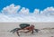 Field crab on the sand with blurred the beautiful blue sky and cloud