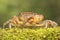 A field crab shows an expression ready to attack.