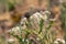 Field cress lepidium campestre