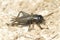 Field Cricket (Gryllus)