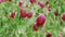 Field of Crimson clover flowers closeup at windy spring day