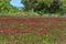 A field of Crimson Clover, Trifolium incarnatum with a split rail fence