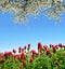 Field of crimson clovers Trifolium incarnatum with flowering branch cherry tree.