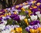 Field of crocuses