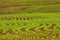 Field Crop Rows Curves