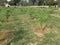 This is field crop vegitable lemon  orchard at KVK Mathura