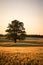 Field of crops, barley, with a large old oak tree during the evening with rich golden color