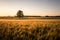 Field of crops, barley, with a large old oak tree during the evening with rich golden color